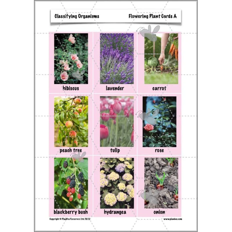 Classifying Organisms - Image 35
