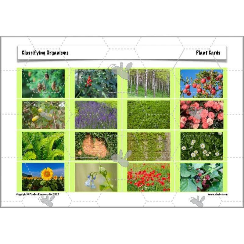 Classifying Organisms - Image 43