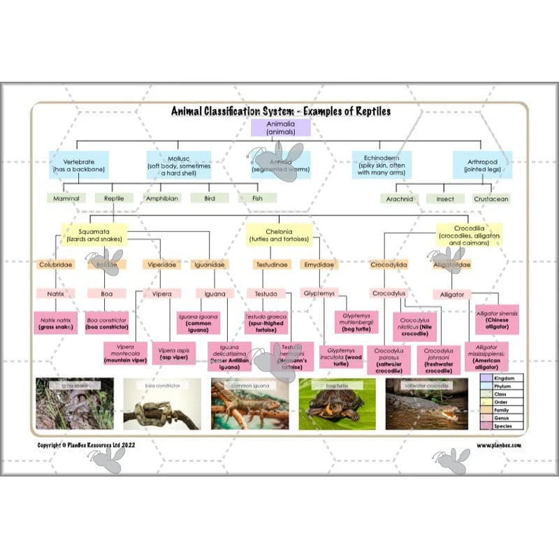 Classifying Organisms - Image 49