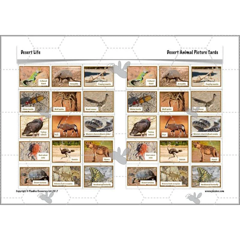 Desert Life - Image 16