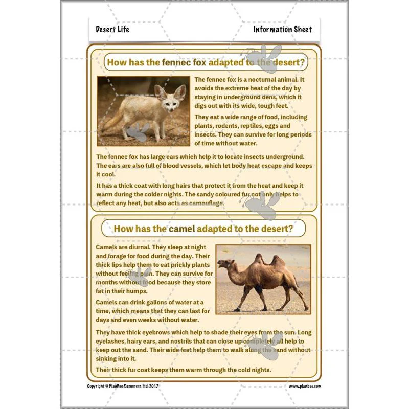 Desert Life - Image 20