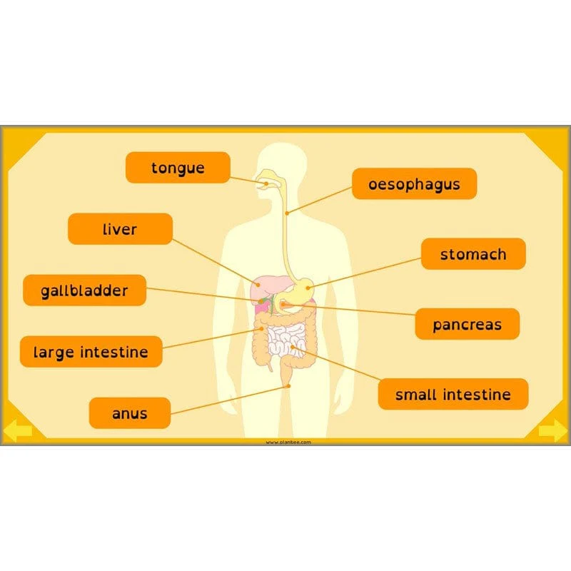 Eating and Digestion - Image 56