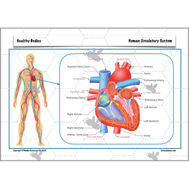Healthy Bodies - Image 15