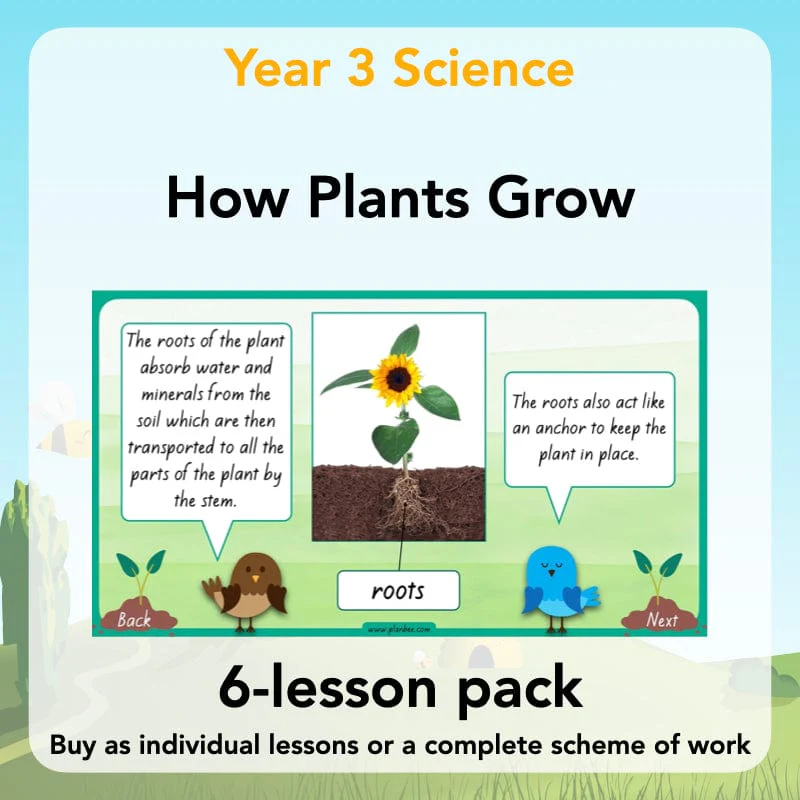 How Plants Grow