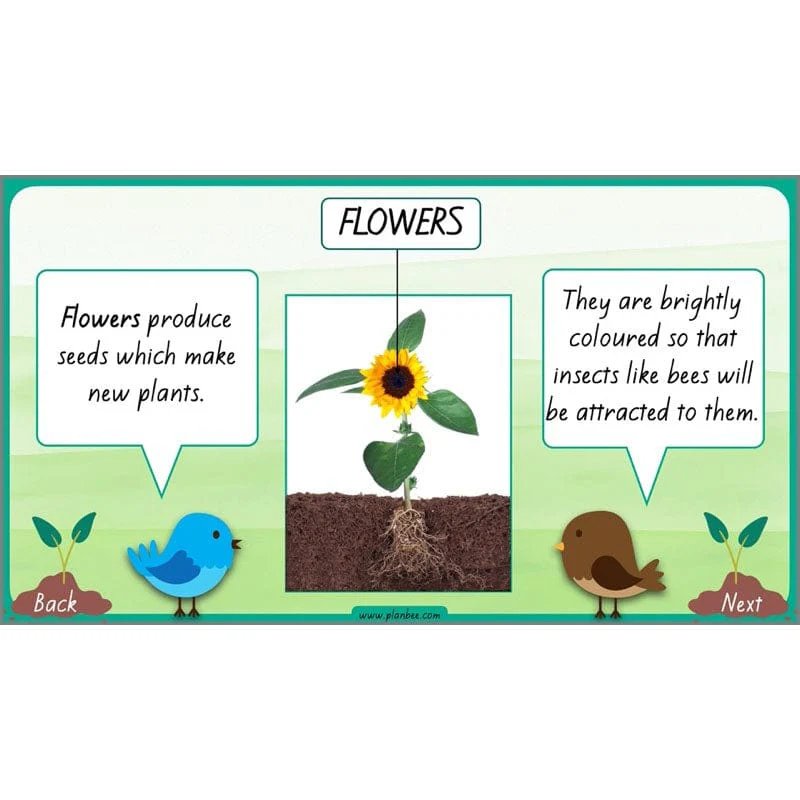 How Plants Grow - Image 30