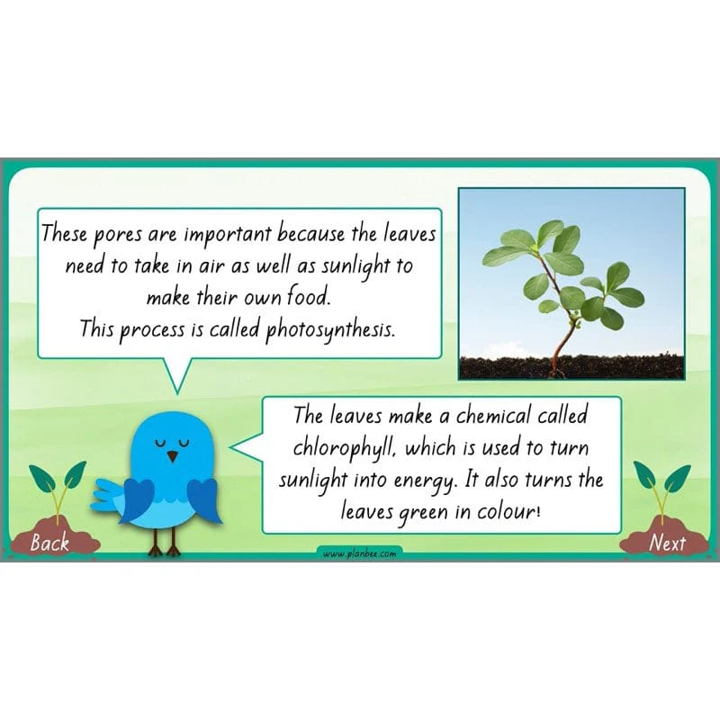 How Plants Grow - Image 40