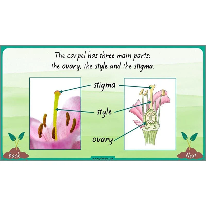 How Plants Grow - Image 49