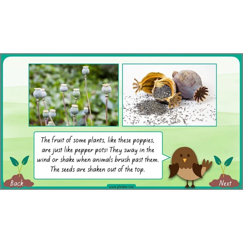 How Plants Grow - Image 57