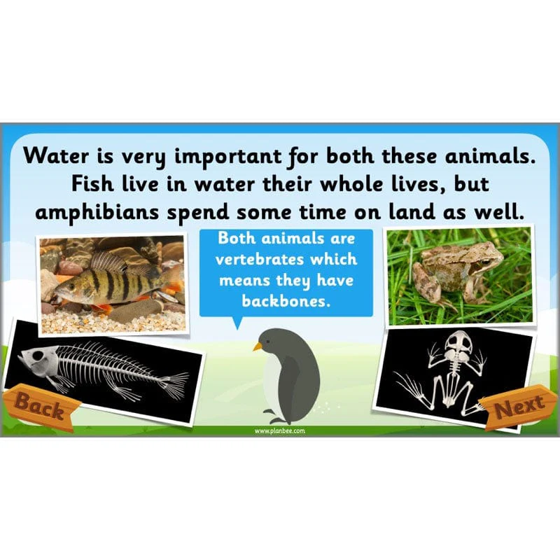 Identifying Animals - Image 6