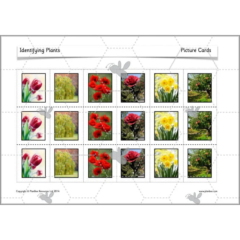 Identifying Plants - Image 14