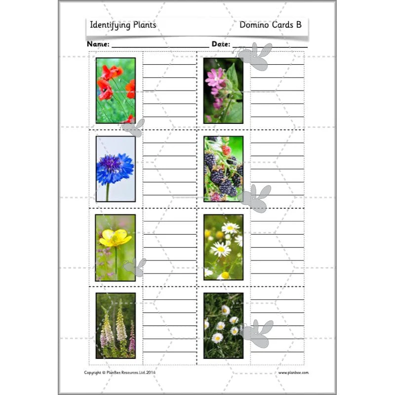 Identifying Plants - Image 48
