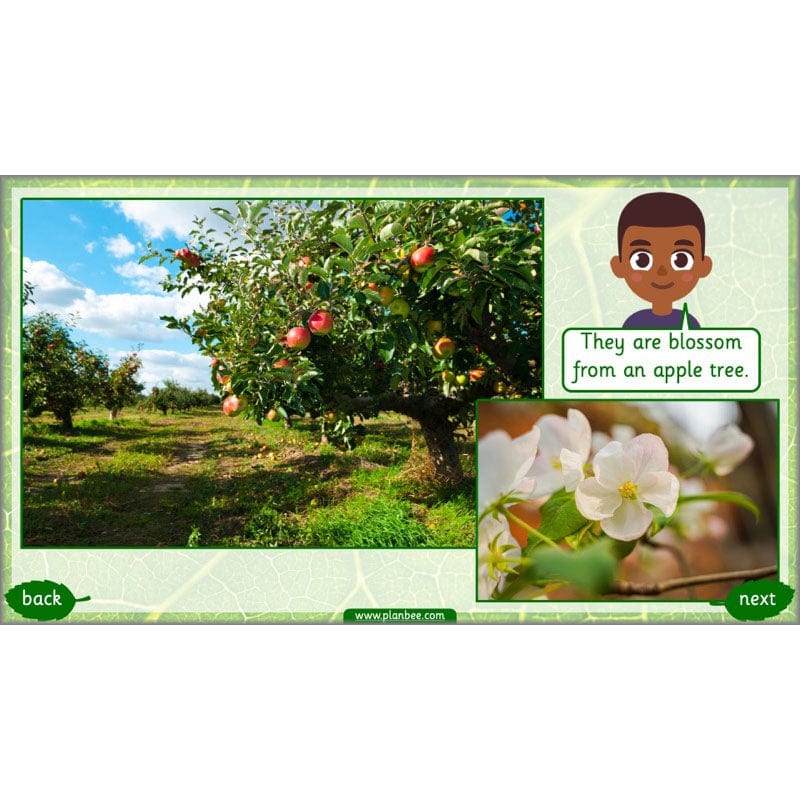 Identifying Plants - Image 7