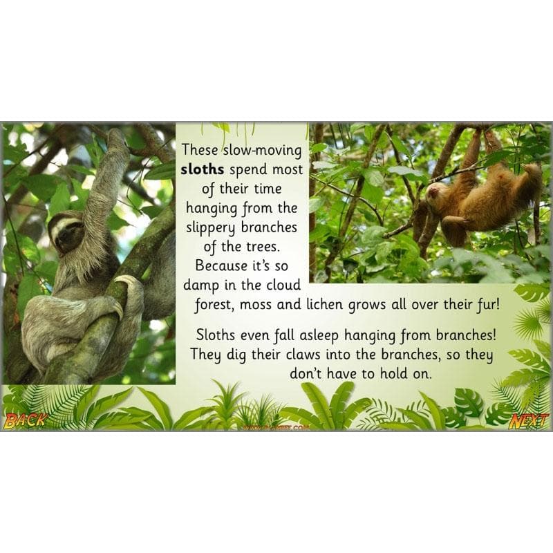 Let's go to the jungle - Image 12