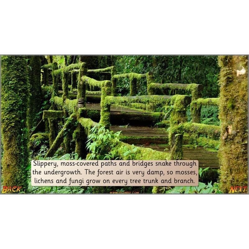 Let's go to the jungle - Image 13