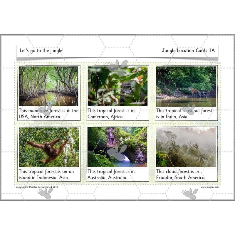 Let's go to the jungle - Image 15
