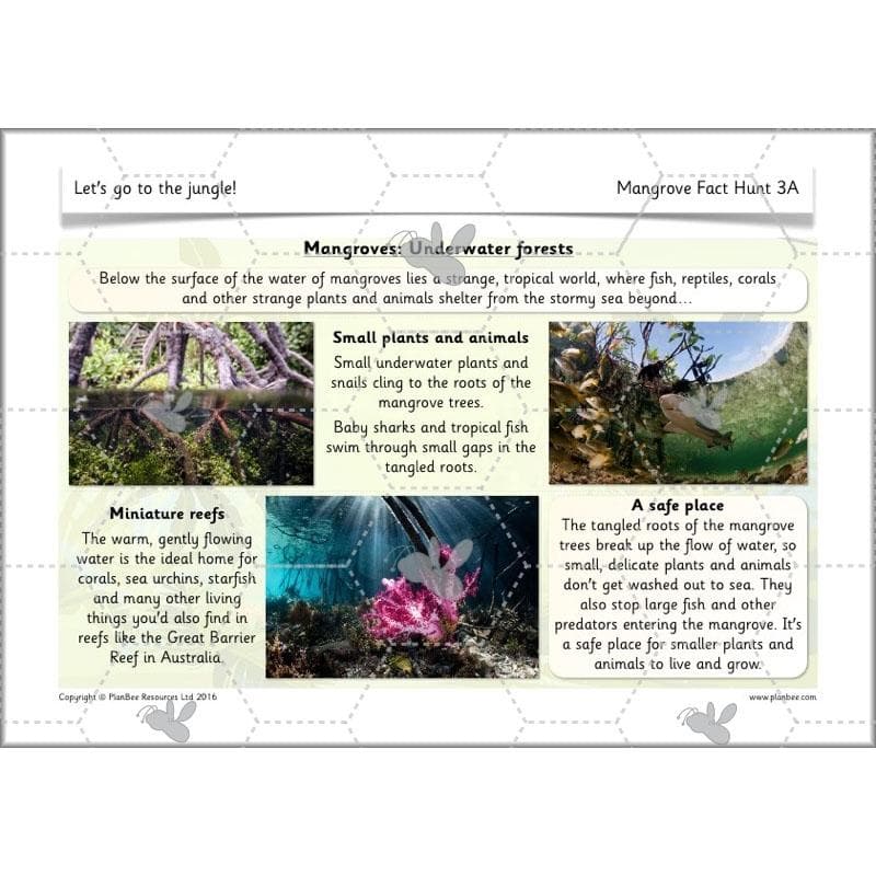 Let's go to the jungle - Image 19