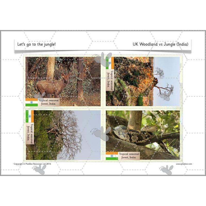 Let's go to the jungle - Image 22