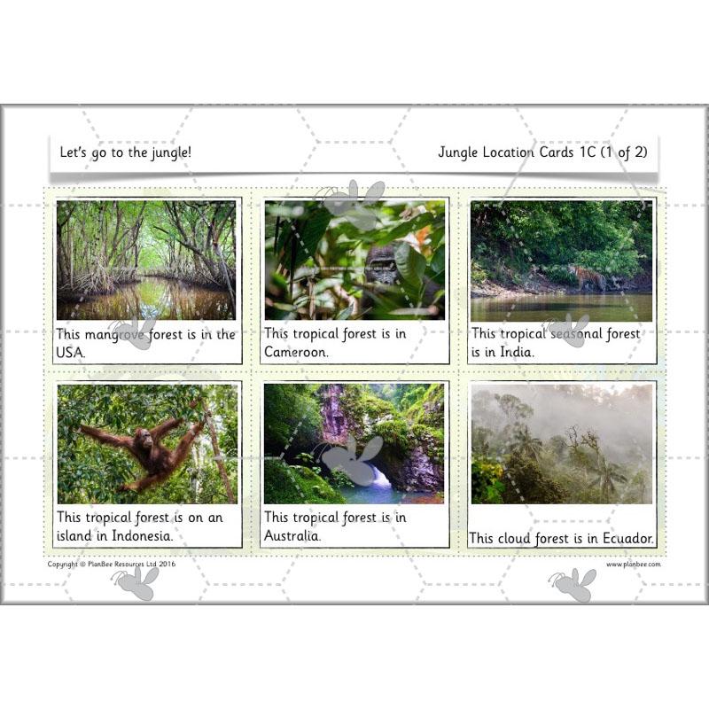 Let's go to the jungle - Image 29