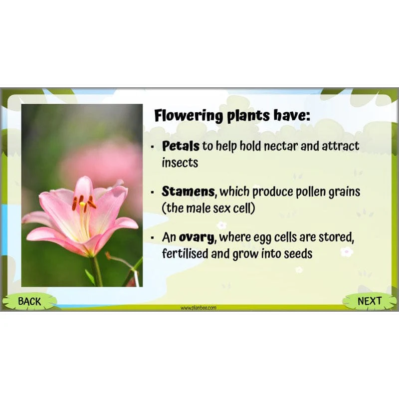 Life Cycles KS2 - Image 22