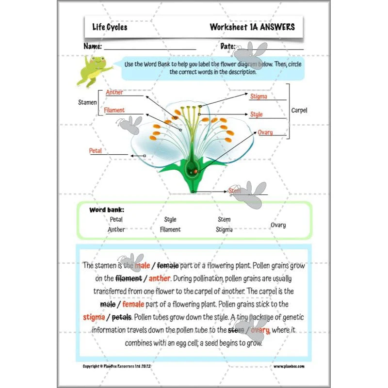 Life Cycles KS2 - Image 27