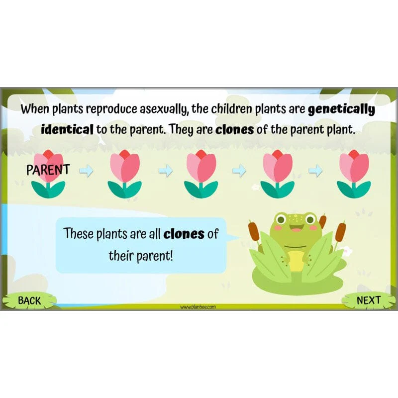 Life Cycles KS2 - Image 30