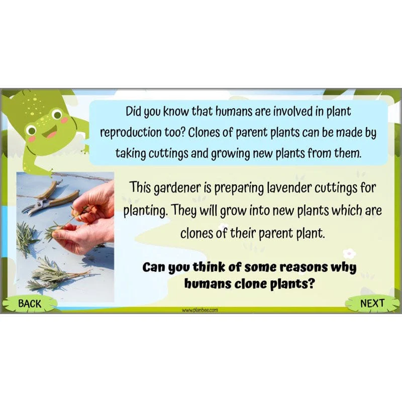 Life Cycles KS2 - Image 31
