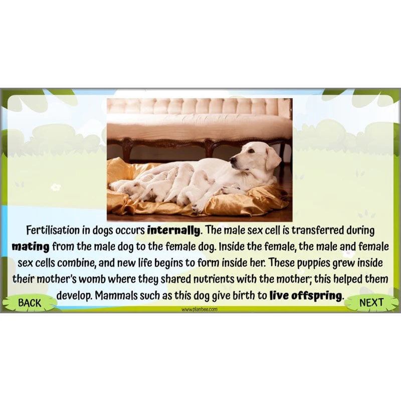 Life Cycles KS2 - Image 37