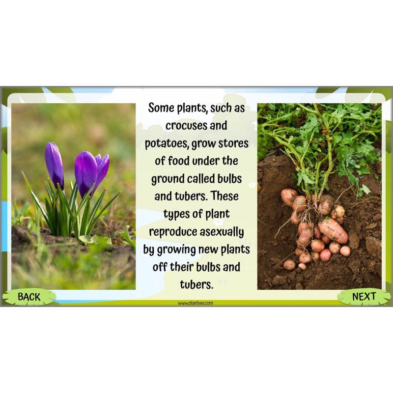 Life Cycles KS2 - Image 4