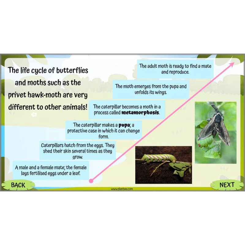 Life Cycles KS2 - Image 53