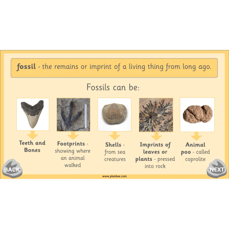 Mary Anning KS1 - Image 45
