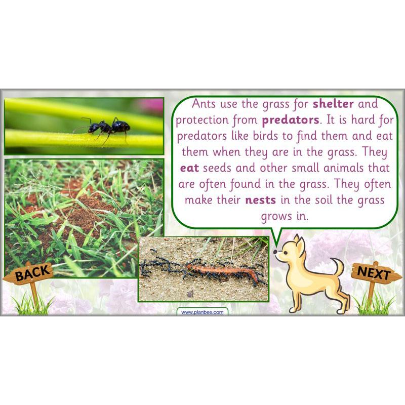 Pets and Gardens - Image 39