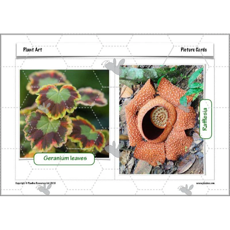 Plant Art - Image 77