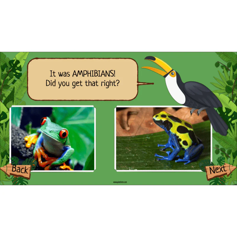 Rainforest Habitats - Image 10