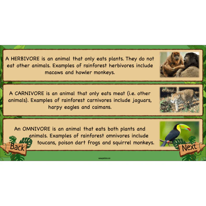 Rainforest Habitats - Image 11