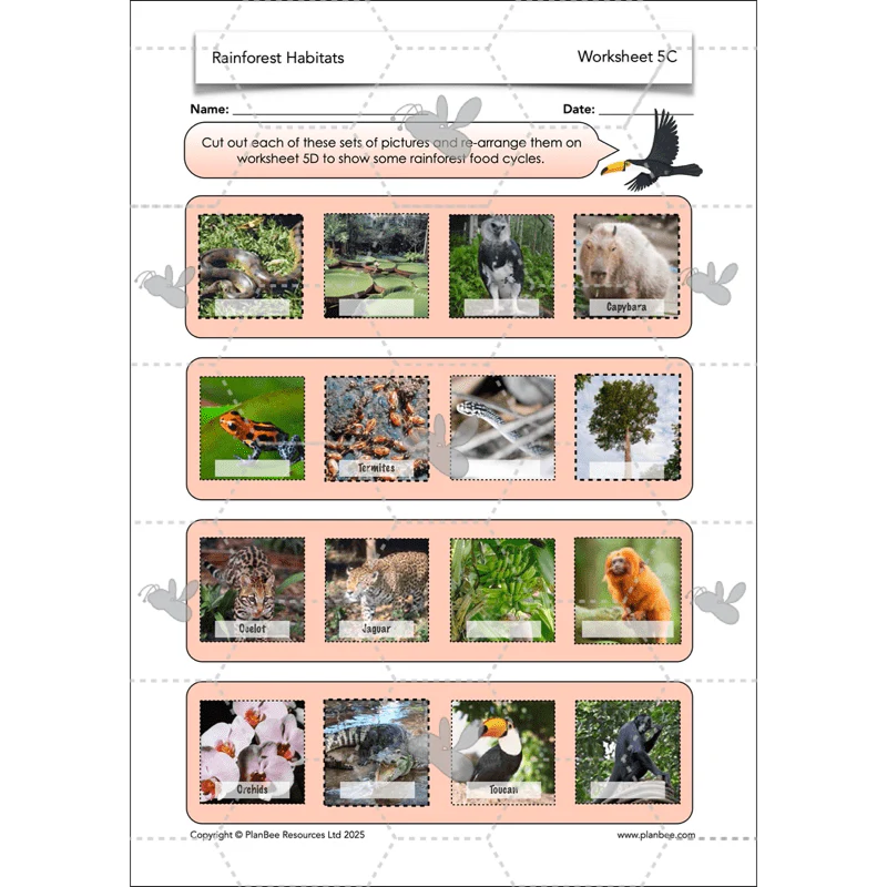 Rainforest Habitats - Image 17