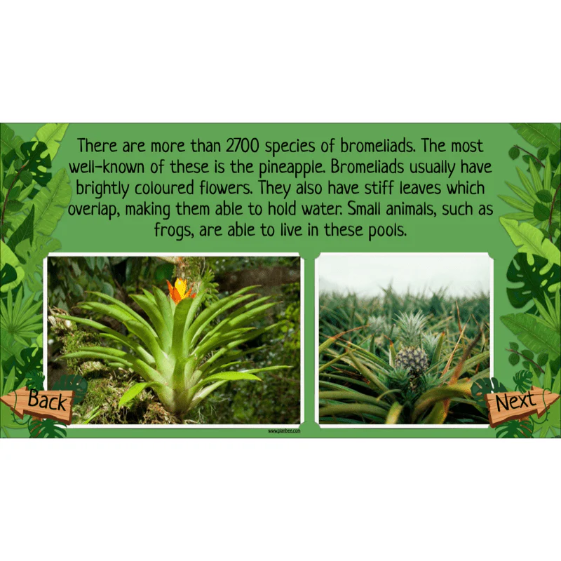Rainforest Habitats - Image 30
