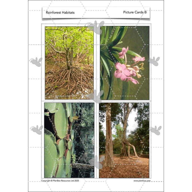 Rainforest Habitats - Image 34