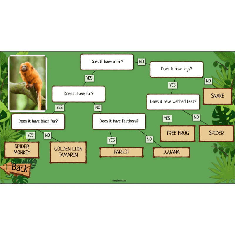 Rainforest Habitats - Image 39