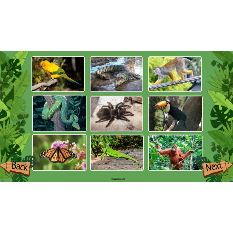 Rainforest Habitats - Image 47