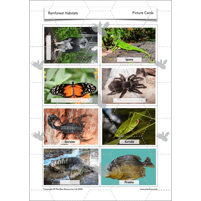 Rainforest Habitats - Image 50