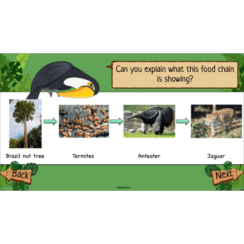 Rainforest Habitats - Image 54