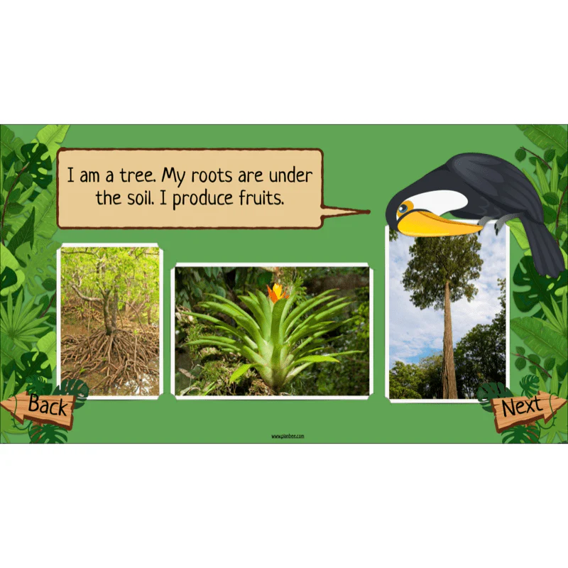 Rainforest Habitats - Image 6