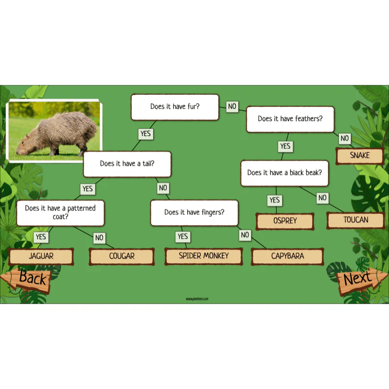 Rainforest Habitats - Image 8