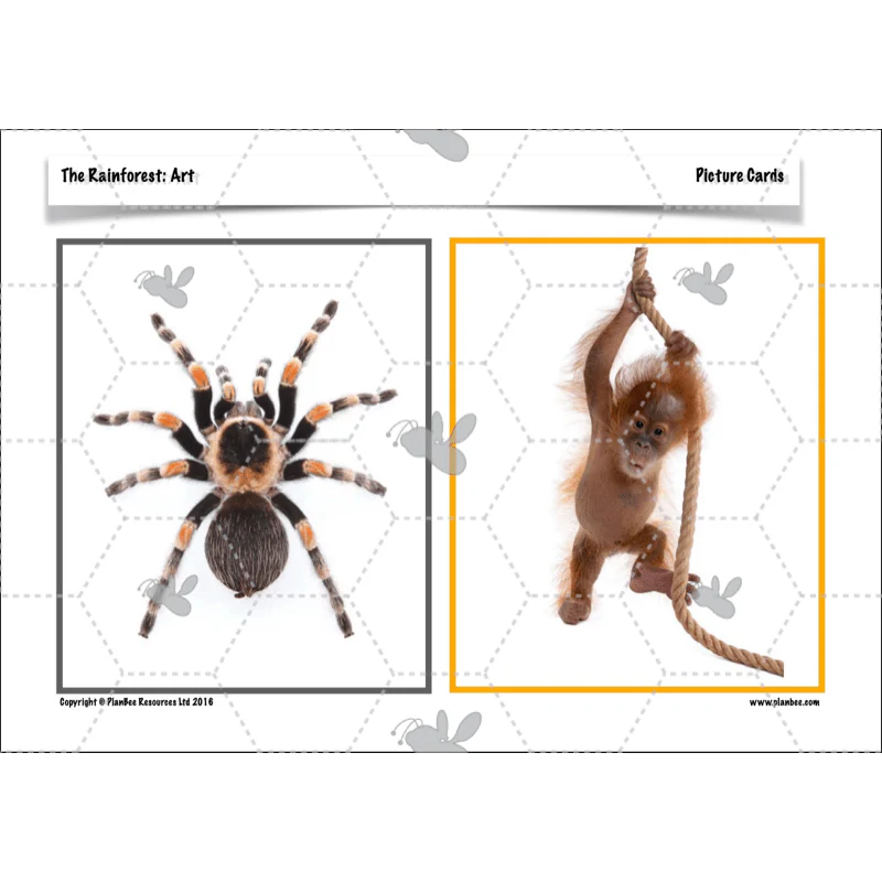 The Rainforest Topic Enrichment Pack - Image 32