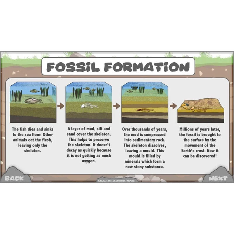 Rocks, Fossils and Soils - Image 66