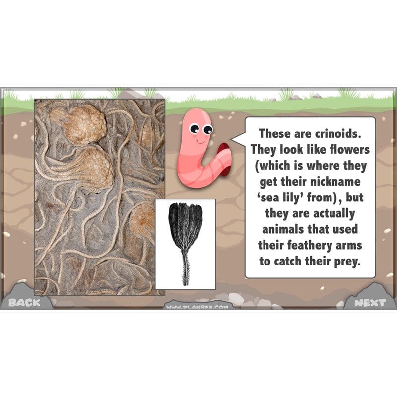 Rocks, Fossils and Soils - Image 74