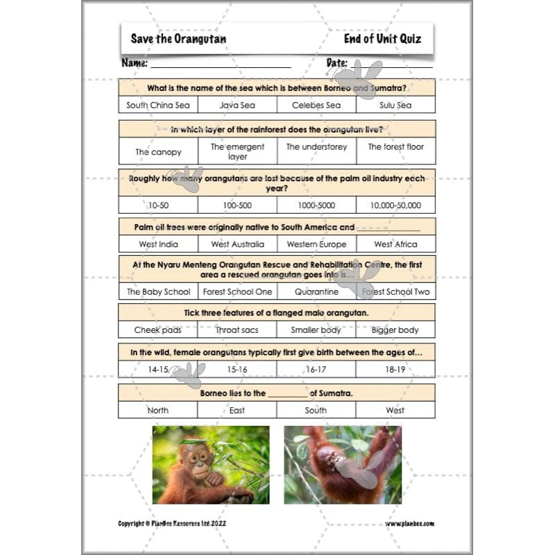 Save the Orangutan - Image 17