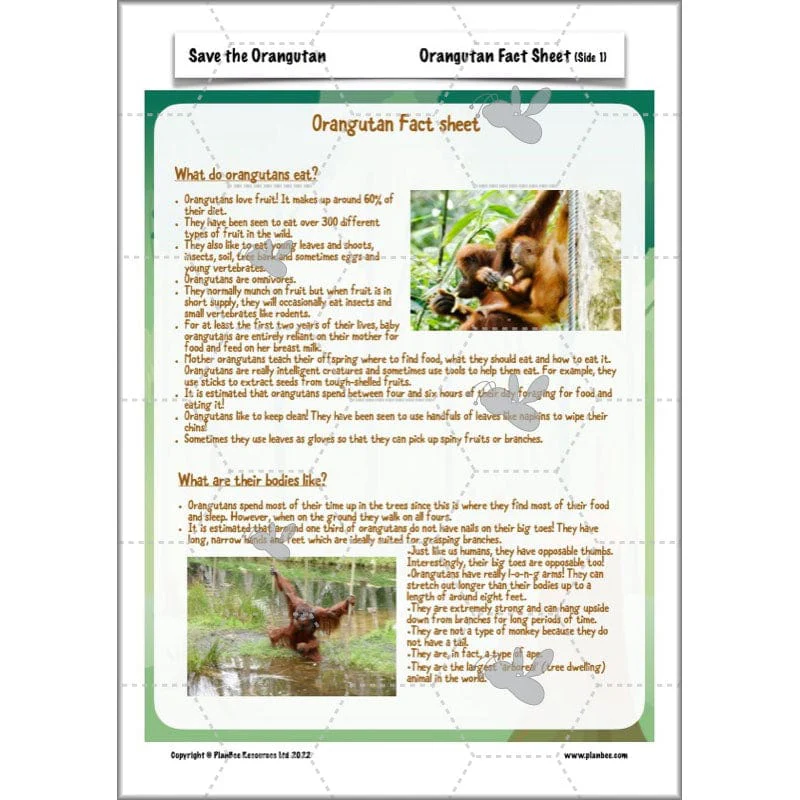Save the Orangutan - Image 25