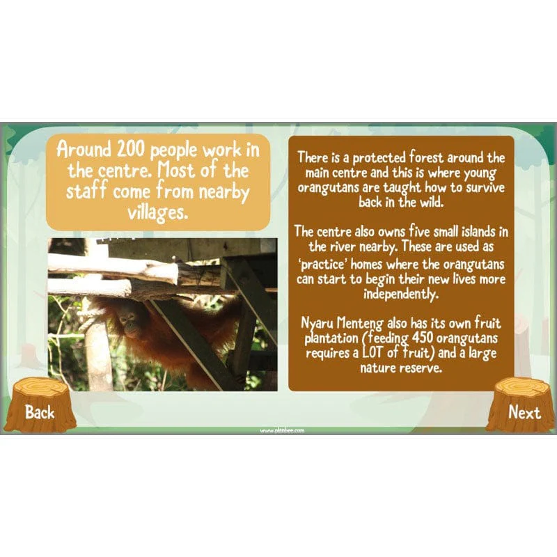 Save the Orangutan - Image 54