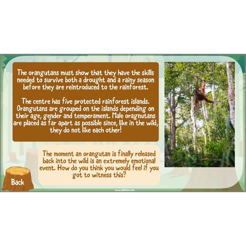 Save the Orangutan - Image 56